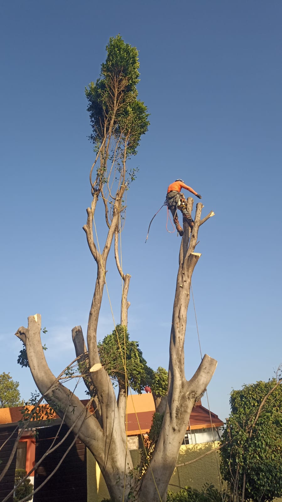 ARBOLES,PODAS,Y,DERRIBOS-TRABAJOS,URGENTES-TRAMITAMOS,PERMISOS-LIMPIEZA,DE,PALMERAS-JARDINERÍA,EN,GENERAL-LIMPIEZA,DE,BALDÍOS-TRABAJOS,DE,ALTO,RIESGO-TRABAJOS,PROFESIONALES55-3849-8902,/,55-7992-6924